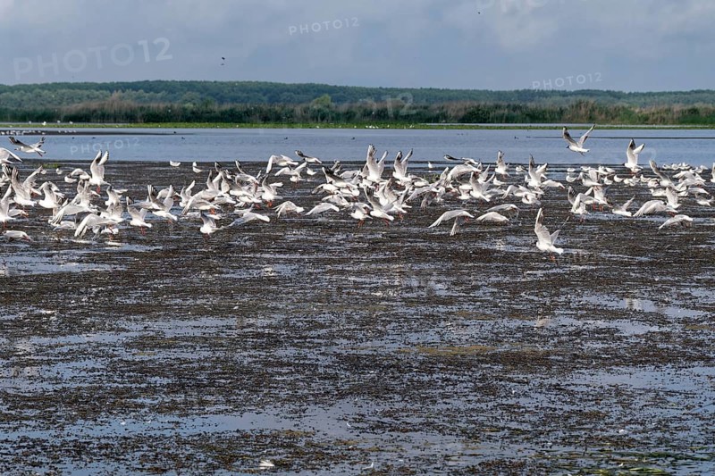 Seagulls on the water of Lacul Isaccel, a lake in the Danube Delta. UNESCO Danube Delta Biosphere Reserve. Munghiol, Tulcea, Romania, Southeast Europe, Europe