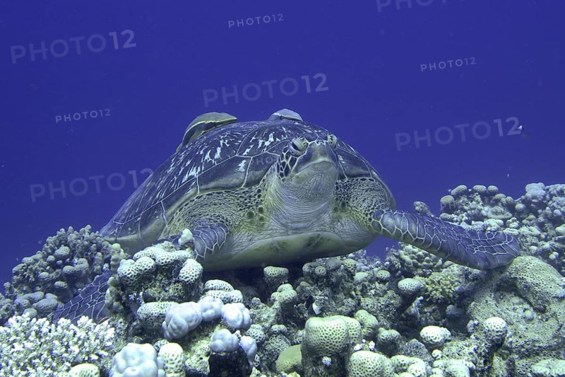 Green turtle (Chelonia mydas) with a ship's keeper (Remora remora), lying on the reef. Dive site House Reef, Mangrove Bay, El Quesir, Red Sea, Egypt, Africa