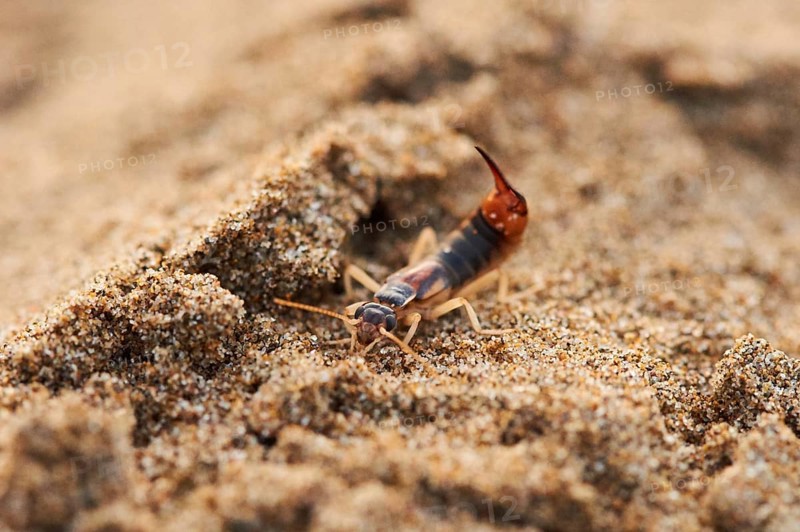 Shore earwig (Labidura riparia) on the beach "Platja del Fangar", coast, nature reserve, ebro delta, Catalonia, Spain, Europe