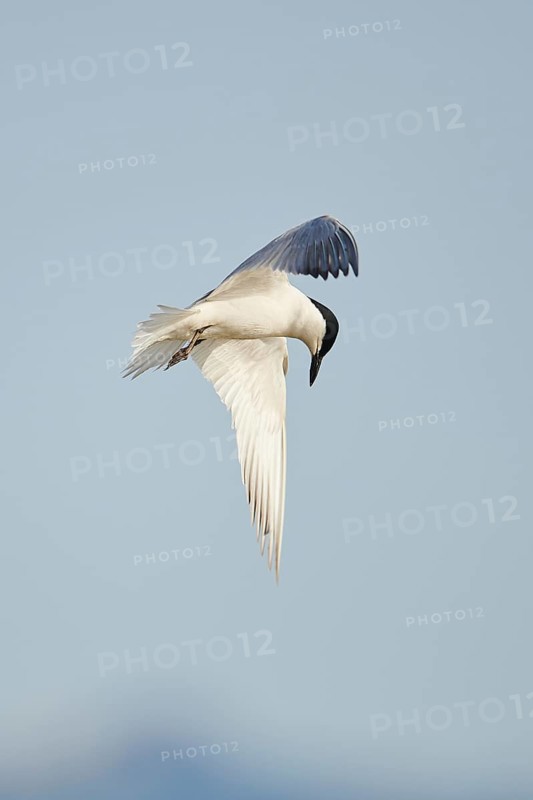 Gull-billed tern (Gelochelidon nilotica) flying in the sky, hunting, ebro delta, Catalonia, Spain, Europe