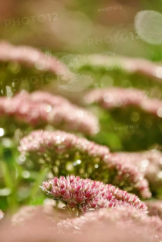 Showy stonecrop (Sedum spectabile) with morning dew, late summer, Germany, Europe