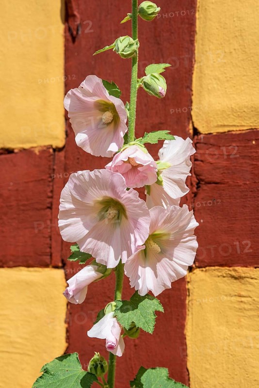 Flowering common hollyhock (Alcea rosea) at a half timbered house in Ystad, Scania, Sweden, Scandinavia, Europe