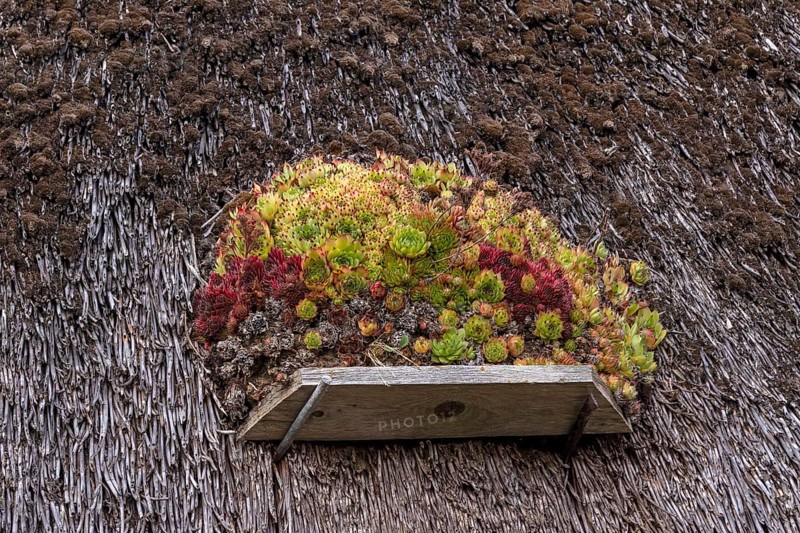 Houseleek (Sempervivum) on a thatched roof, Klein Zicker, Mönchgut, Island of Rügen, Mecklenburg-Western Pomerania, Germany, Europe