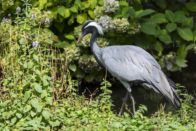 Demoiselle crane (Grus virgo) smallest species of crane, native to central Eurasia, ranging from the Black Sea to Mongolia and North Eastern China