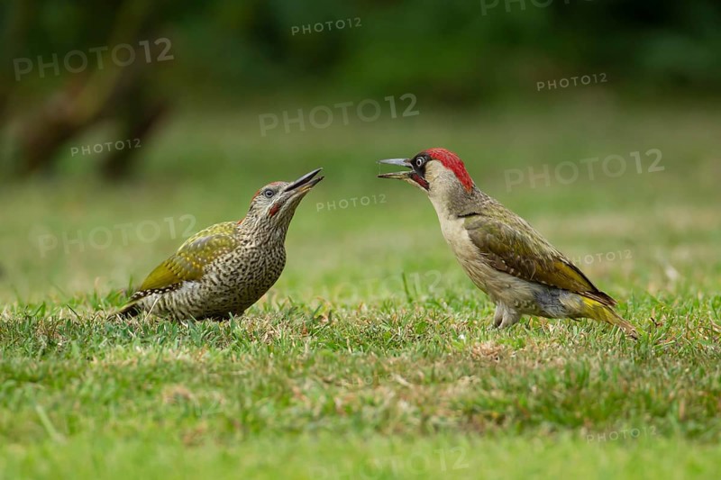 Green woodpecker (Picus viridis) adult bird and juvenile bird on a garden lawn, Norfolk, England, United Kingdom, Europe