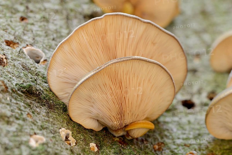 Late oyster (Sarcomyxa serotina), North Rhine-Westphalia, Germany, Europe