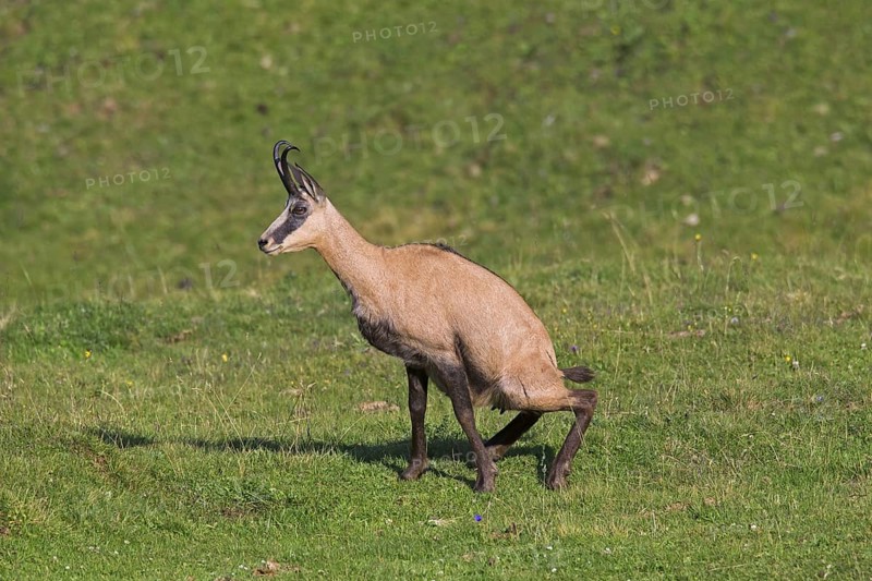 Chamois (Rupicapra rupicapra) female urinating by squatting in mountain meadow, Alpine pasture in the European Alps in summer