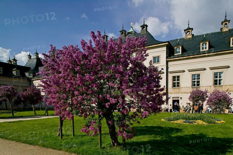 Pillnitz Pillnitz is a former suburb (incorporated in 1950) and is now a district of Dresden Pillnitz has become famous beyond the region for its palace and the park with the Pillnitz camellia. In the park, which is embedded in large green areas above the banks of the Elbe and is one of Dresden's tourist attractions