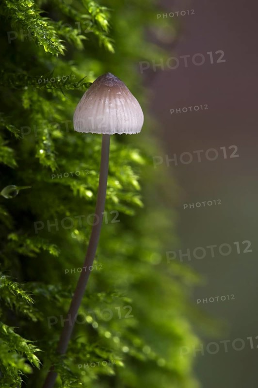 Bleeding, Bleeding fairy helmet (Mycena haematopus), Burgundydrop bonnet (mycena) on moss covered tree trunk