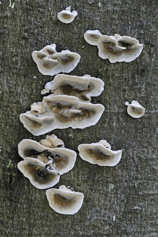 Smoky bracket, smoky polypore, white rot (Bjerkandera adusta) growing on tree trunk