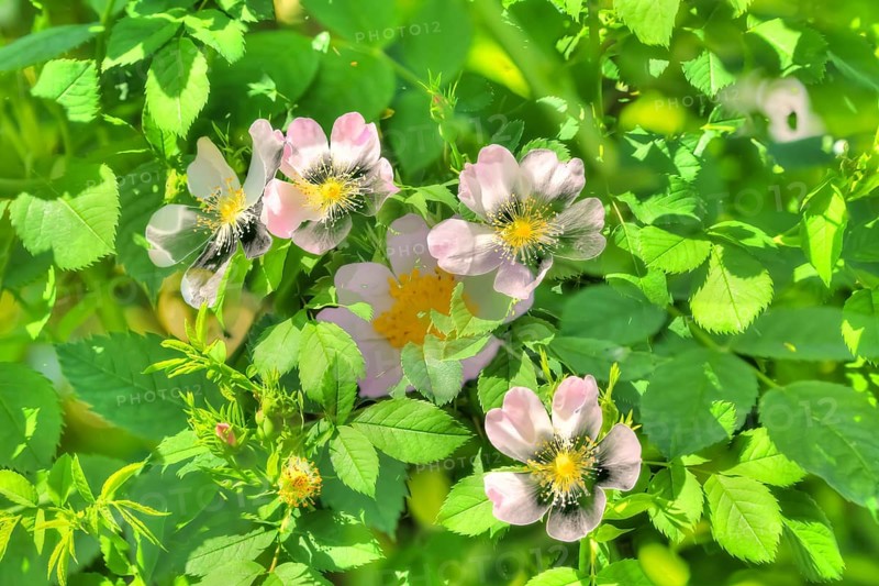 Dog rose (Rosa canina), dog rose, dog rose, heather rose, hagrose, oil painting, soft colours, pink flowers, flowers creative, artistic photography, alienated flowers, plants, impressionistic art style, vivid spring atmosphere, alienation, soft, fragrant, fresh, light, green leaves, garden, bush, plants, Germany, Europe
