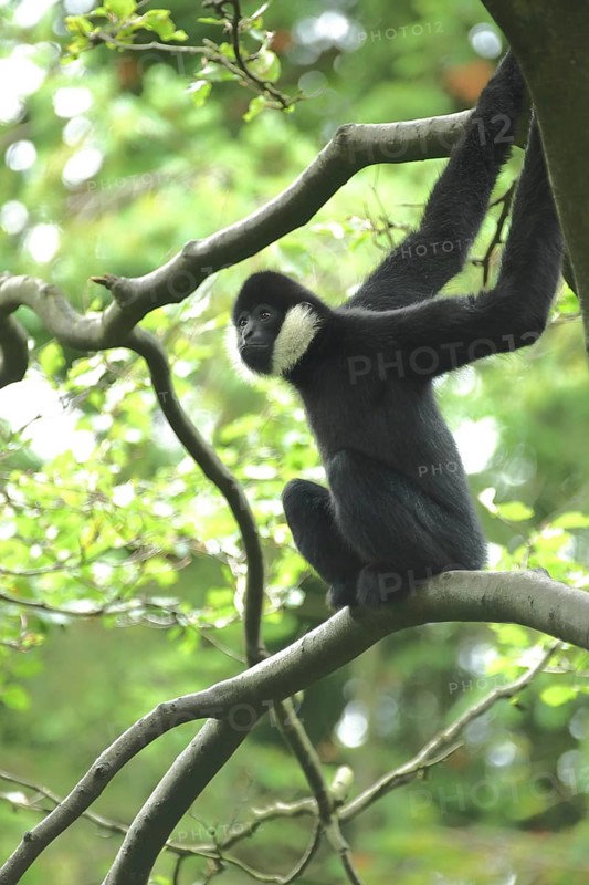 Northern white-cheeked gibbon (Hylobates leucogenys), adult, male, white-cheeked gibbon, gibbons (Hylobatidae), monkeys, dry-nosed monkeys, ape, primates, primate, gentleman animals, dry-nosed monkey, primates, haplorhini, mammal, animal, vertebrate, captive