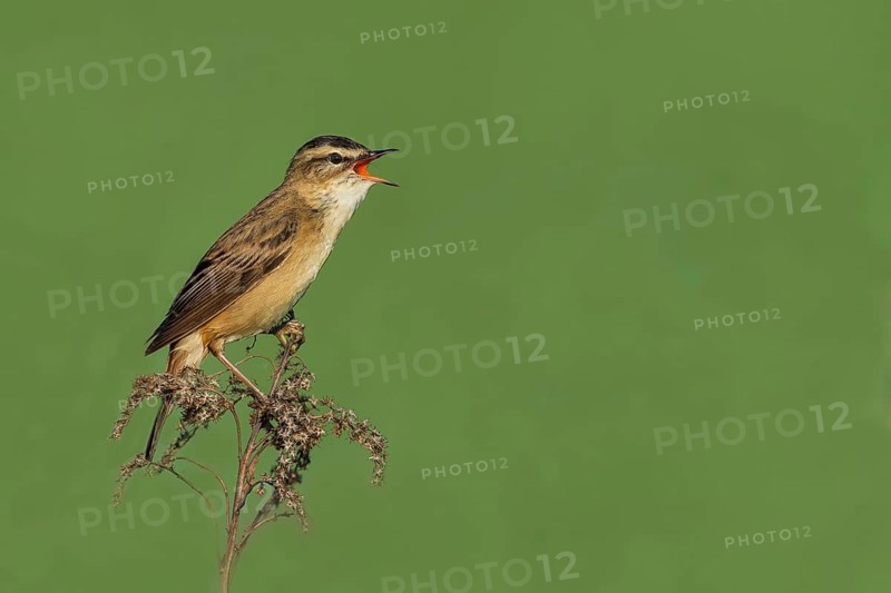 Sedge Warbler (Acrocephalus schoenobaenus), singing from a raised lookout, Austria, Europe