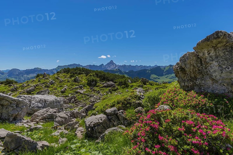 Rhododendrons (Rhododendron), Koblat on the Nebelhorn, behind it the Hochvogel, 2592m, Allgäu Alps, Allgäu, Bavaria, Germany, Europe