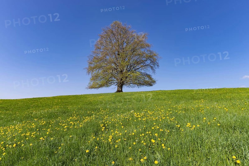 Common beech (Fagus sylvatica) in spring, solitary tree near Rieden am Forggensee, Ostallgäu, Allgäu, Bavaria, Germany, Europe