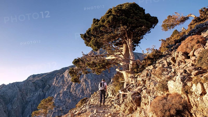 Gnarled old tree, hiker on hiking trail, Gingilos, hiking on the Gingilos, morning light, cloudless blue sky, Samaria Gorge, Omalos, Lefka Ori, White Mountains, West Crete, island of Crete, Greece, Europe