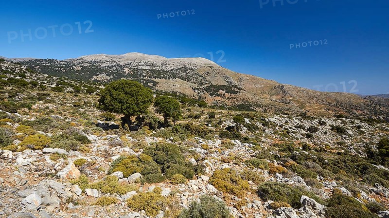 Lassithi, Katharo, Machia, trees, mountains, cloudless blue sky, East Crete, island of Crete, Greece, Europe