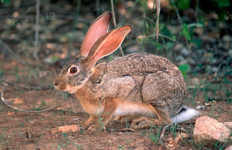 Cape hare (Lepus capensis), Karoo National Park, South Africa, page, Africa