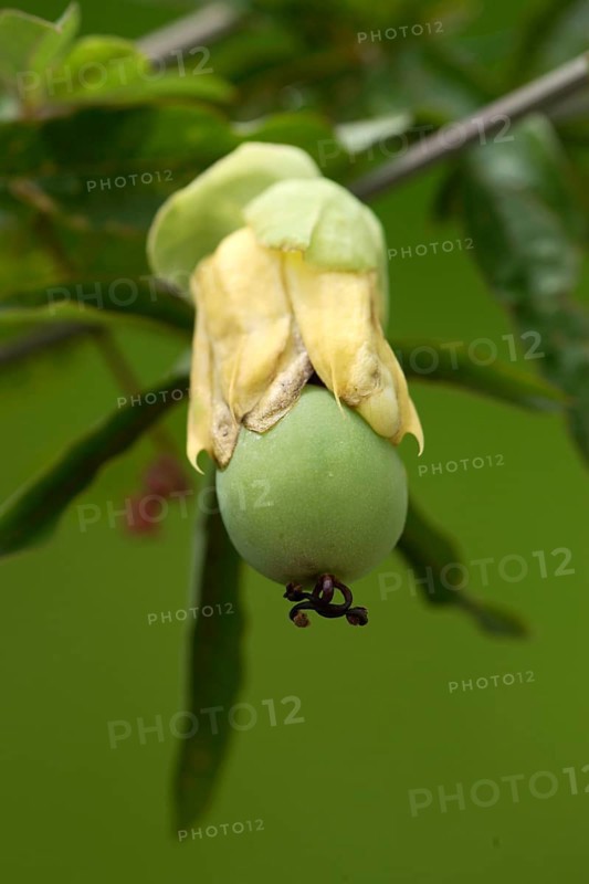 Passion flower, fruit (Passiflora edulis forma edulis)
