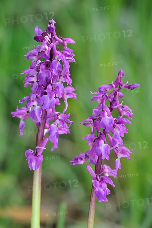 Early purple early purple orchid (Orchis mascula) in a meadow, Belgium, Europe