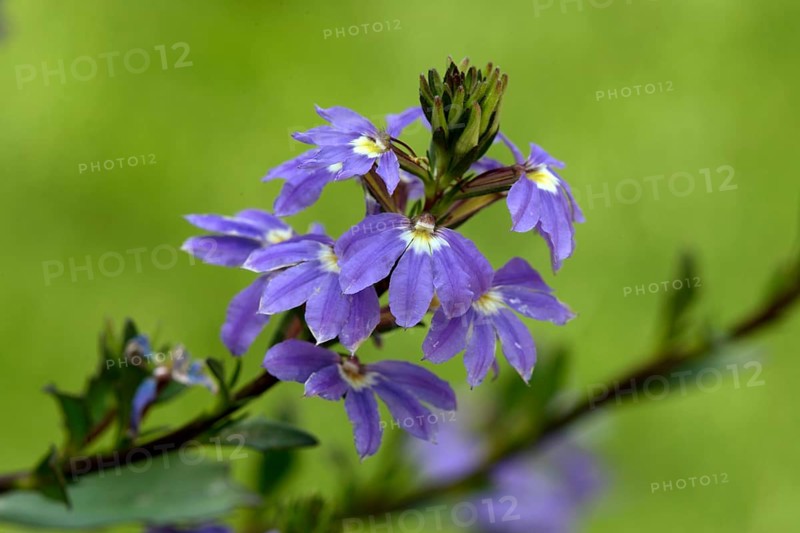 Fairy fan-flower (Scaevola aemula)
