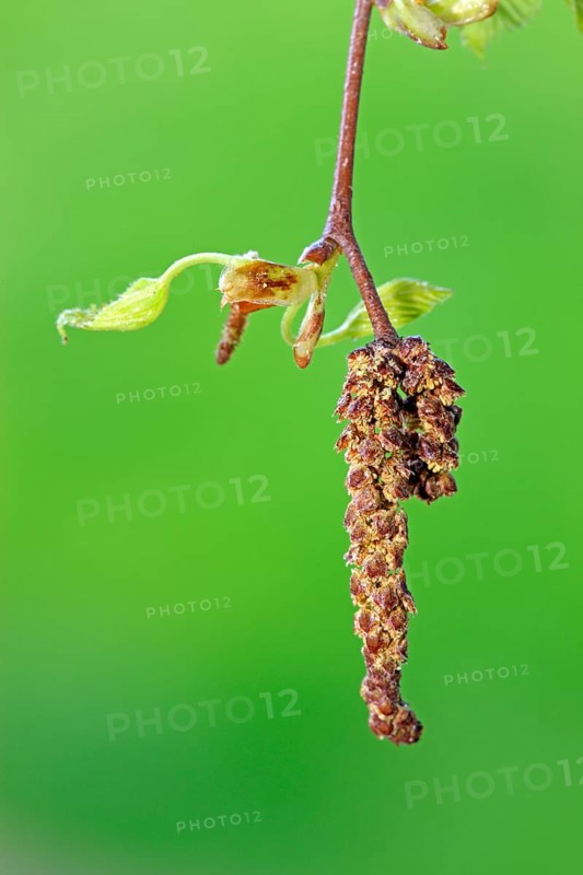 Alder (Alnus glutinosa), Germany, Europe