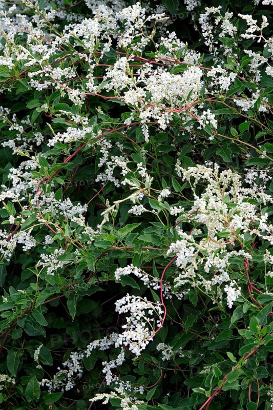 Silver Lace Vine (Fallopia aubertii)