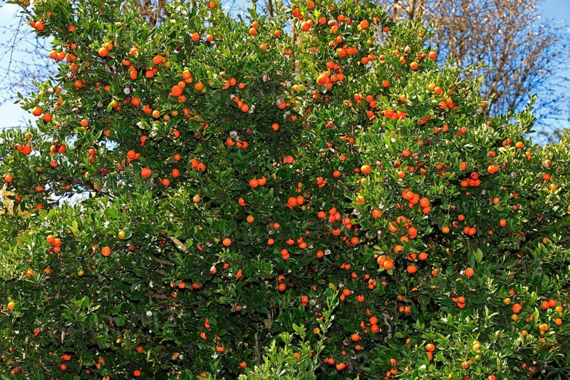 Calamondia orange, tree with fruit, California (Calamondia x citrus fortunella mitis), USA, North America