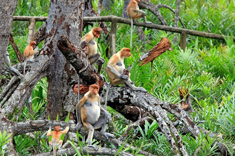 Proboscis monkeys (Nasalis larvatus), females and juveniles, Labuk Bay, Sabah, Borneo, Slender monkeys, Malaysia, Asia