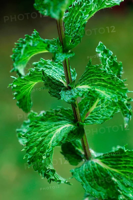 Spearmint (Mentha spicata) peppermint