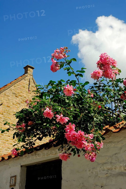 Climbing roses over wall, Flanders, Dam, West Flanders, Belgium, Europe