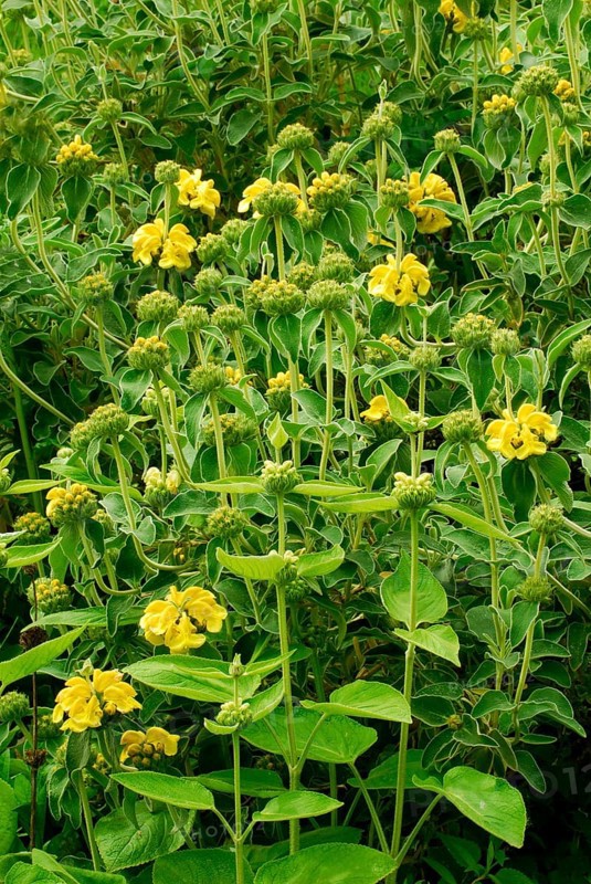 Bush fireweed (Phlomis fruticosa)