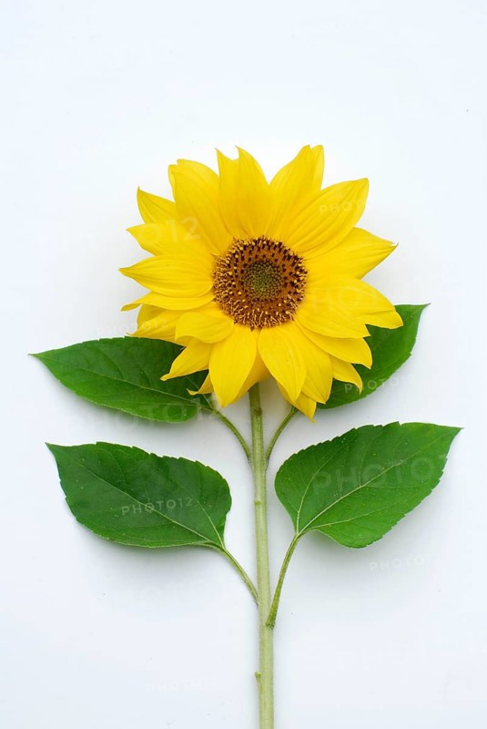 Sunflower (Helianthus annuus)