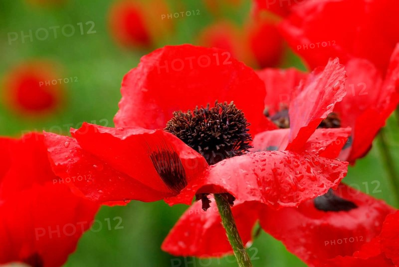 DrugPapaver bracteatum (Papaver bracteatum) Armenian