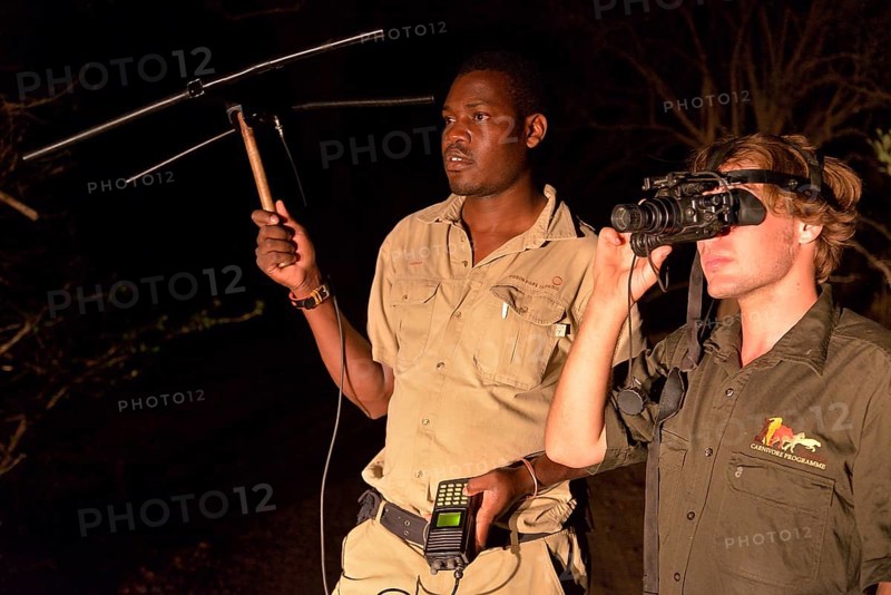 Tracking big cats with a scientist from the Zambian Carnivore Programme, ZCP, using telemetry equipment at night, Nsefu Sector, South Luangwa National Park, Zambia, Africa