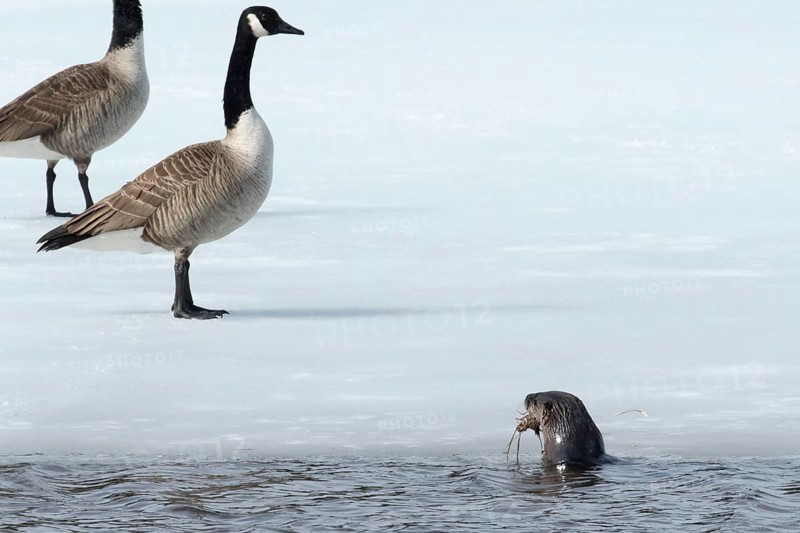 North American river otter -Lontra canadensis- and canada geese -branta canadensis- standing on a frozen lake