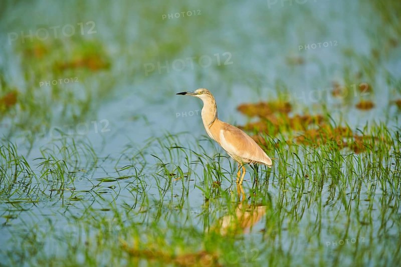 Squacco heron (Ardeola ralloides) in a paddy field, hunting, ebro delta, Catalonia, Spain, Europe
