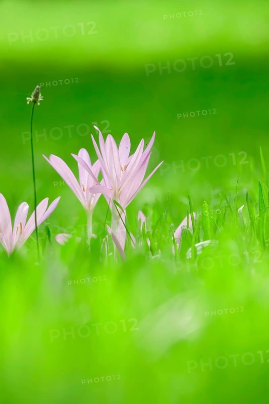 Autumn crocus (Colchium speciosum), September, Saxony, Germany, Europe