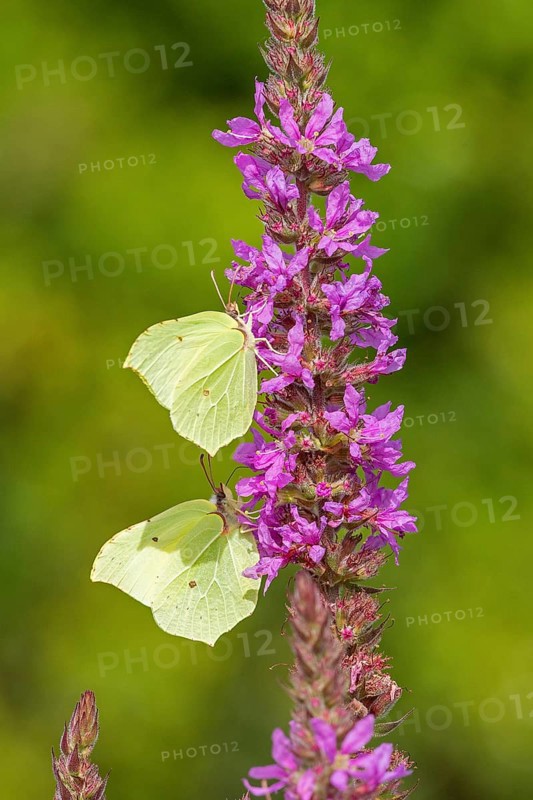 Butterflies collecting nectar, brimstone (Gonepteryx rhamni), purple loosestrife (Lythrum salicaria), near Garstedt, Lower Saxony, Germany, Europe