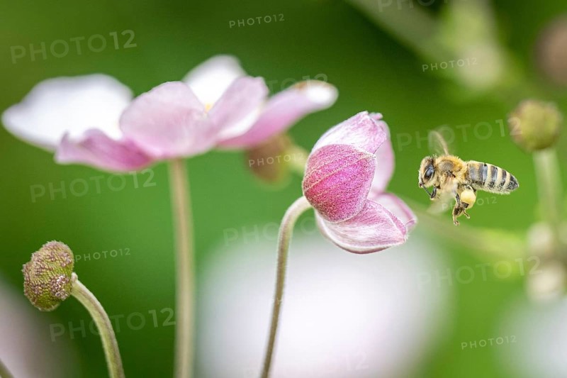 Honey bee approaching autumn anemone, Hamburg, Germany, Europe