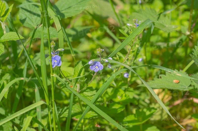 Close-up, germander speedwell (Veronica chamaedrys), Neustadt am Rübenberge, Germany, Europe