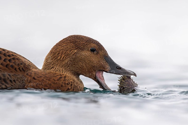 King eider (Somateria spectabilis), also known as King Eider, female eating a sea urchin, Batsfjord, Båtsfjord, Varanger Peninsula, Finnmark, Northern Norway, Norway, Europe