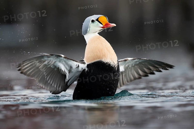 King eider (Somateria spectabilis), also known as King Eider, male with outstretched wings, Batsfjord, Båtsfjord, Varanger Peninsula, Finnmark, Northern Norway, Norway, Europe