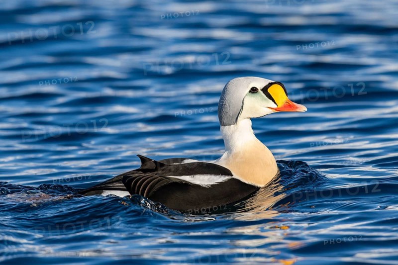 King eider (Somateria spectabilis), male, winter, Batsfjord, Båtsfjord, Varanger Peninsula, Finnmark, Northern Norway, Norway, Europe