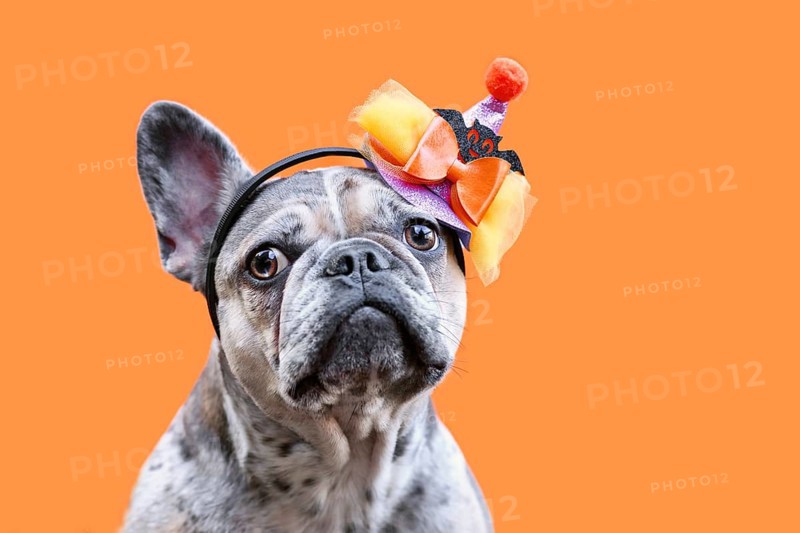 Portrait of merle French Bulldog dog with Halloween costume party hat on orange background