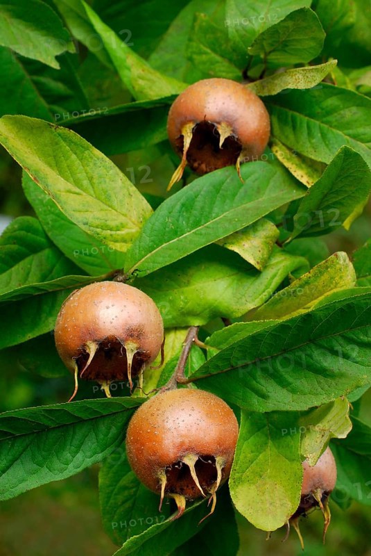 Common medlar (Mespilus germanica)