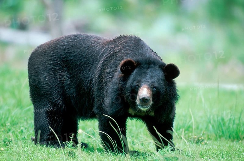 Asiatic Black Bear (Ursus thibetanus) (Selenarctos thibetanus), side