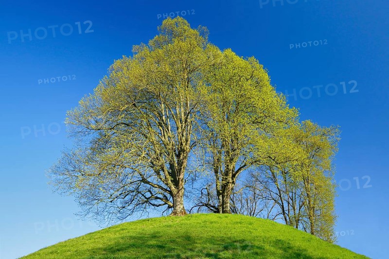 Lime tree, Tilia spec., Basel Country, Switzerland, Europe