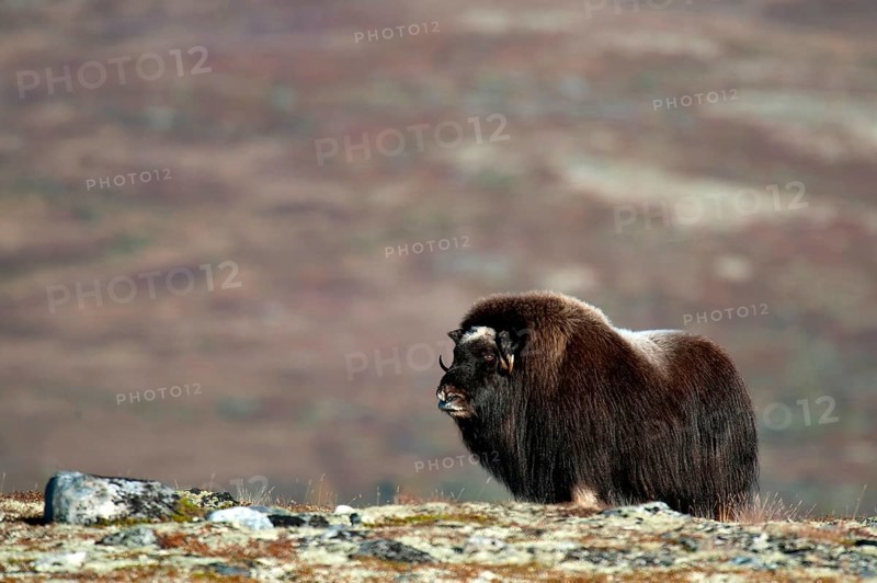 Musk ox (Ovibos moschatus), autumn, Dovrefjell National Park, Norway, Europe