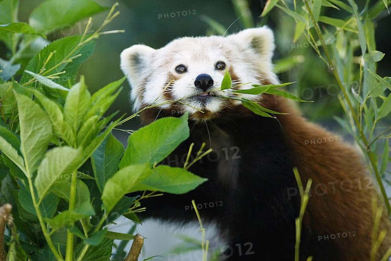 Red Panda (Ailurus fulgens) eating bamboo
